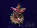 WYSIWYG Acropora 15J8 Mariculture acclimaté led