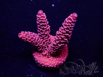 WYSIWYG Acropora Mariculture acclimaté led