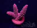 WYSIWYG Acropora Maricoltura acclimatata a LED