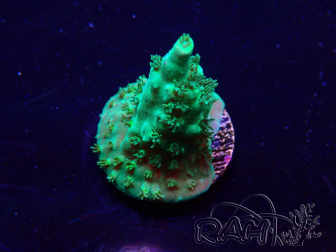 WYSIWYG Acropora Marikultur akklimatisiert LED