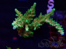 WYSIWYG Acropora tenuis Mariculture acclimated LED