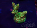 WYSIWYG Acropora acclimaté led