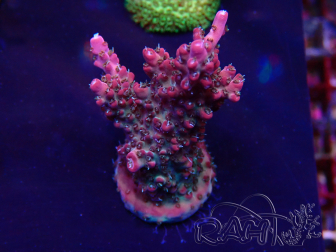 WYSIWYG Acropora millepora Mariculture acclimated LED