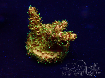 WYSIWYG Acropora millepora Mariculture acclimaté led