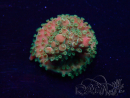 WYSIWYG Acropora 15K7 Mariculture acclimaté led