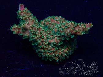 WYSIWYG Acropora Marikultur akklimatisiert LED