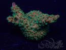 WYSIWYG Acropora Mariculture acclimaté led