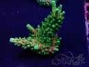 WYSIWYG Acropora Mariculture acclimaté led