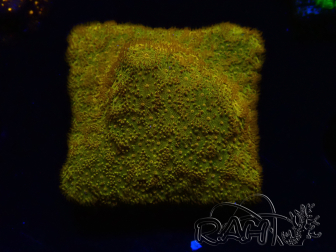 WYSIWYG - RAH Psammocora Dendelion 3B11
