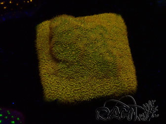 WYSIWYG - RAH Psammocora Dendelion 3B12