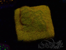 WYSIWYG - RAH Psammocora Dendelion 3B12