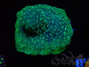WYSIWYG - RAH Pavona maldivensis Verde