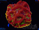 WYSIWYG - RAH Favia Vulcania