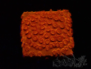 WYSIWYG - BigR Cyphastrea Sunkist 3M2