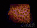 WYSIWYG - WWC Cyphastrea Copper head 3N2