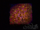 WYSIWYG - WWC Cyphastrea Copper head 3N3