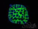 WYSIWYG - JF Cyphastrea PPE 3P2