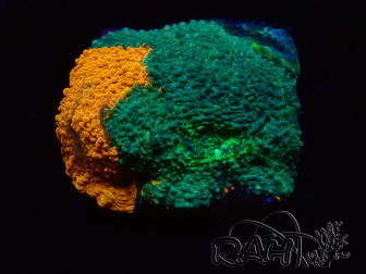 WYSIWYG - RAH Acanthastrea echinata Rainbow 3Q1