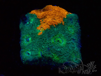 WYSIWYG - RAH Acanthastrea echinata Rainbow 3Q2