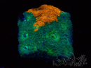 WYSIWYG - RAH Acanthastrea echinata Rainbow
