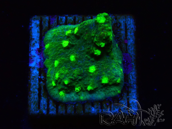 WYSIWYG - JF Astreopora Lime Time 3R7