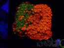 WYSIWYG - RAH Cyphastrea Sunkist Grafted H1