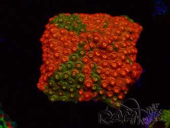 WYSIWYG - RAH Cyphastrea Sunkist Grafted J1