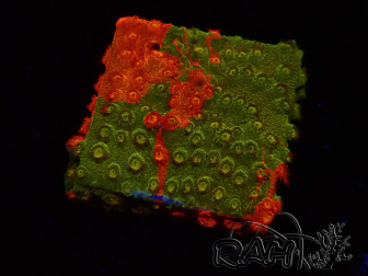 WYSIWYG - RAH Cyphastrea Sunkist Grafted K1