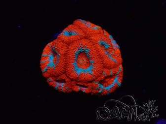 WYSIWYG - RAH Micromussa Lava Burst A2