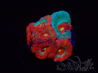 WYSIWYG - RAH Micromussa Dragon's Eye