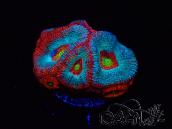 WYSIWYG - RAH Micromussa Dragon's Eye B3
