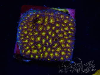 WYSIWYG - RAH Leptastrea gold 3A5