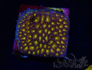WYSIWYG - RAH Leptastrea gold 3A5