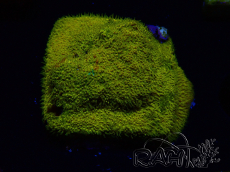 WYSIWYG - RAH Psammocora Dandelion