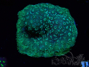 WYSIWYG - RAH Pavona maldivensis Verde