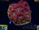 WYSIWYG - RAH Favia Vulcania 3F12