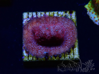 WYSIWYG - JF Leptoseris Klepto 3J4