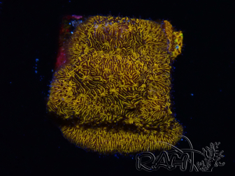 WYSIWYG - RAH Lithophyllon Gold 3L9