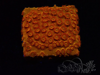 WYSIWYG - BigR Cyphastrea Sunkist 3M2