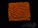WYSIWYG - BigR Cyphastrea Sunkist 3M2