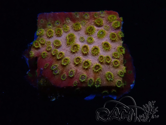 WYSIWYG - WWC Cyphastrea Copper head 3N2