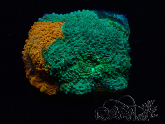 WYSIWYG - RAH Acanthastrea echinata Rainbow 3Q1
