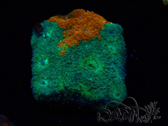 WYSIWYG - RAH Acanthastrea echinata Rainbow 3Q2