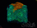 WYSIWYG - RAH Acanthastrea echinata Rainbow