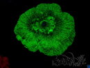 WYSIWYG - RAH Goniastrea Puffy Canary