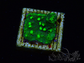 WYSIWYG - JF Astreopora Lime Time 3R8