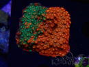WYSIWYG - RAH Cyphastrea Sunkist Grafted H1