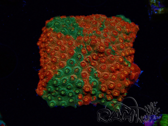 WYSIWYG - RAH Cyphastrea Sunkist Grafted