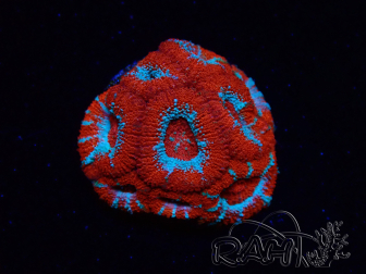WYSIWYG RAH Micromussa Lava Burst