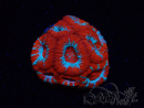 WYSIWYG - RAH Micromussa Lava Burst A2